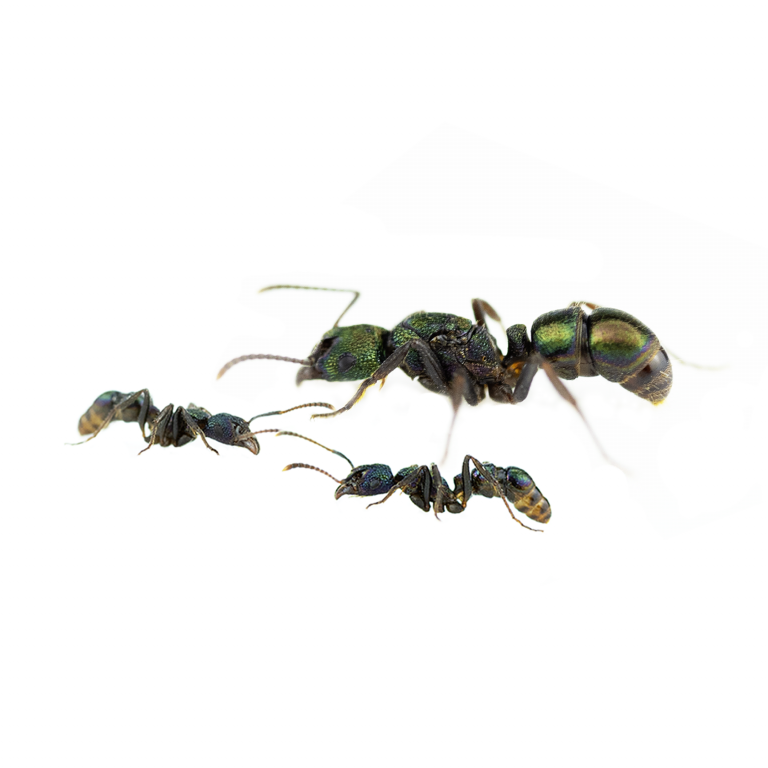 Rhytidoponera metallica